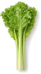 A bunch of vibrant green leafy vegetables with thick stalks, isolated on a white background
