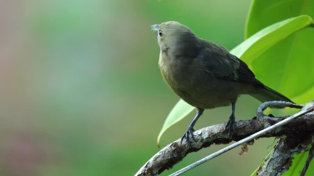 Palm Tanager (Thraupis palmarum) holding plant fibers in its beak, preparing to build a nest. Captured in tropical setting during nesting season.