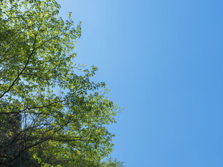 春の森の木々と雲の無い青空44