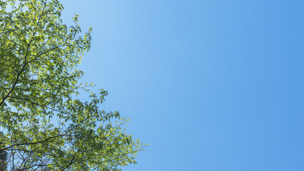 春の森の木々と雲の無い青空46