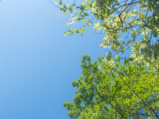 春の森の木々と雲の無い青空49