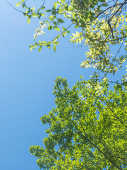 春の森の木々と雲の無い青空51