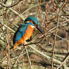 macaw, parrot, bird, wildlife, scarlet, rainforest, perched, branch, vibrant, plumage, feathers, tropical, nature, jungle, sunrise, colorful, red, blue, yellow, wings, beak, exotic, conservation, enda