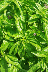 Basil Plants Growing In A Garden