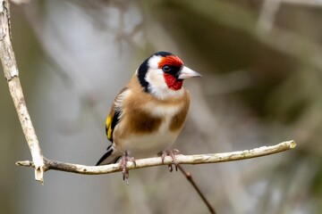 macaw, parrot, bird, wildlife, scarlet, rainforest, perched, branch, vibrant, plumage, feathers, tropical, nature, jungle, sunrise, colorful, red, blue, yellow, wings, beak, exotic, conservation, enda