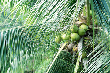 Vibrant palm leaves create a tropical atmosphere in Thailand's jungles with coconuts hanging above.
