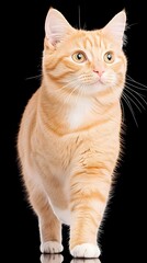 Fototapeta premium A ginger cat with white chest fur walks, gazing intently to its right against a black background
