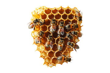 Bee hive isolated on transparent background
