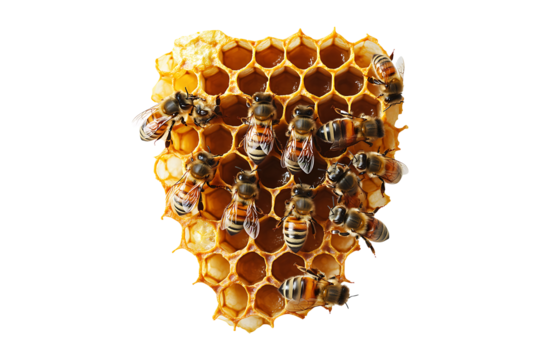 Bee hive isolated on transparent background
