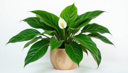 Indoor plant care tips for peace lily home plant growth guide minimalist decor close-up green living