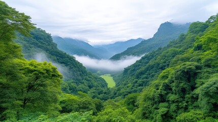 Fototapeta premium Mountain Valley Lush Greenery Serene Landscape High-definition Aerial View Rolling Hills Mist-shrouded Tranquility Nature Photography Vibrant Greens Eco-tourism Promotion extra details included