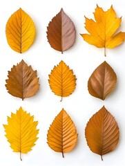 Obraz premium Nine autumn leaves, various shapes and colors, arranged on white background