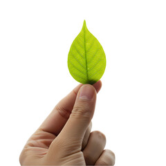 Delicate green leaf held in hand