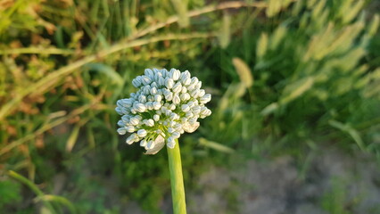 White Allium Flower Head in Green Field