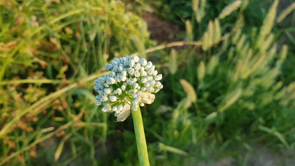 White Allium Flower Head in Green Field