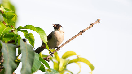 Red whiskered Bulbul in nature