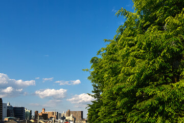 新緑の樹木、日本の街並みと青空