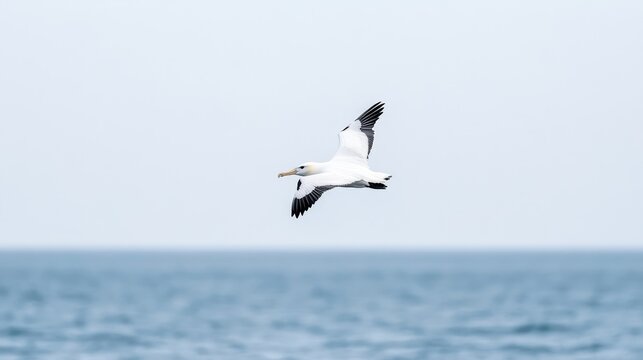 Seabird in flight over ocean