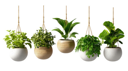 Fototapeta premium Hanging Plants Collection: Five vibrant, healthy potted plants hang gracefully in a row, showcasing diverse greenery against a clean backdrop. Each plant is nestled in a unique hanging pot.