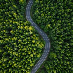 Aerial view of a winding road cutting through a lush green forest. Road curves and divides forest landscape, creating a scenic view. © Ray