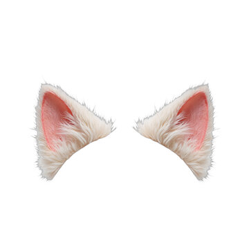 Close-up of white and pink cat ears.