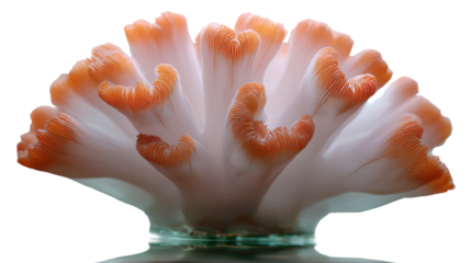 Coral Reef Macro: A captivating macro photograph reveals the intricate beauty of a vibrant coral, its delicate structures and textures showcased against a clean backdrop.