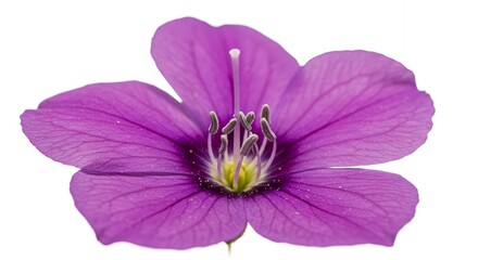 Macro shot of a beautiful purple flower with delicate petals and intricate details isolated against a clean white background, showcasing its natural beauty and floral structure