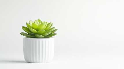 A green succulent plant in a white ribbed pot, minimalist composition on a clean white background, and indoor decoration concept.