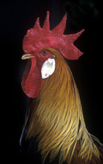 Rooster with red crop .