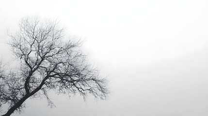 Silent branches reaching out nature scene horizontal white background serene environment minimalist view