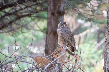 lesser horned owl or Magellanic horned owl (Bubo magellanicus) perched on branches of a pine tree at Lanin national park, patagonia, argentina