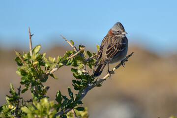 rufous-collared sparrow or Andean sparrow (Zonotrichia capensis) perching on a shrub in the patagonian steppe