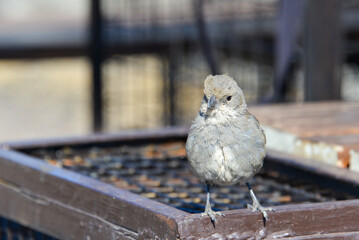 diuca finch (Diuca diuca) perched on a barbeque at a campsite in patagonia, argentina