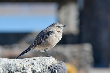 Patagonian mockingbird (Mimus patagonicus) seen in Neuquen province, patagonia, argentina