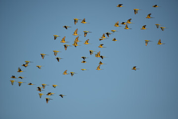 large flock of burrowing parrot (Cyanoliseus patagonus) flying by at Lanin national park, patagonia, argentina