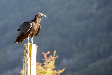 black vulture (Coragyps atratus) perched on a post, patagonia, argentina