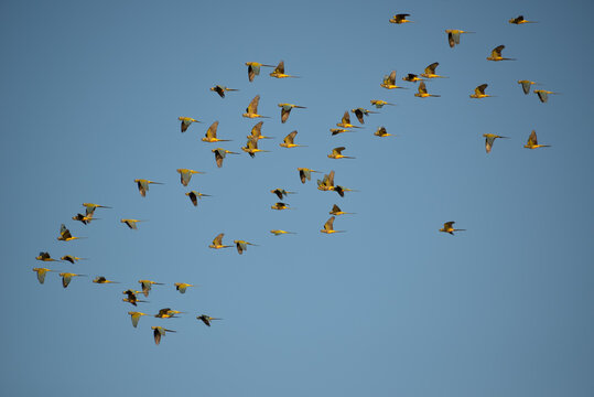 large flock of burrowing parrot (Cyanoliseus patagonus) flying by at Lanin national park, patagonia, argentina