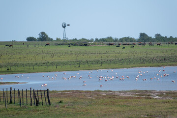 large flock of Chilean flamingo (Phoenicopterus chilensis)  in a lake next to a farm in La Pampa province, argentina