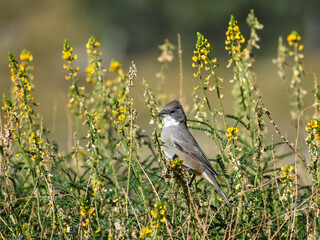 diuca finch (Diuca diuca) feeding in a bush with yellow flowers