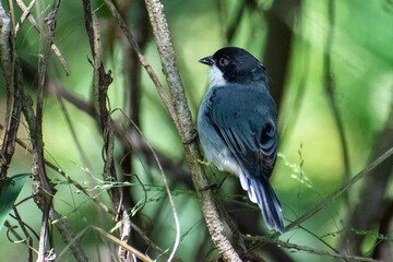 black-capped warbling finch (Microspingus melanoleucus) perched in a bush