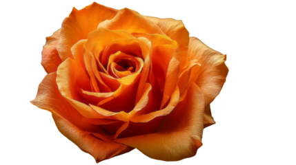 a single orange rose in full bloom isolated, transparent background
