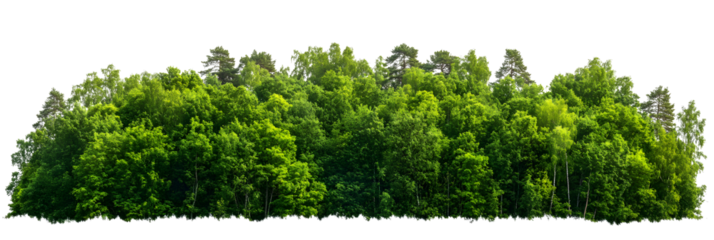Tropical forest line isolated on transparent background, PNG file.