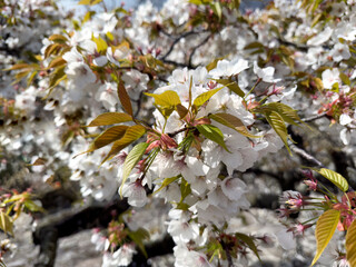 Japanese white cherry tree flowers blossom in late spring season