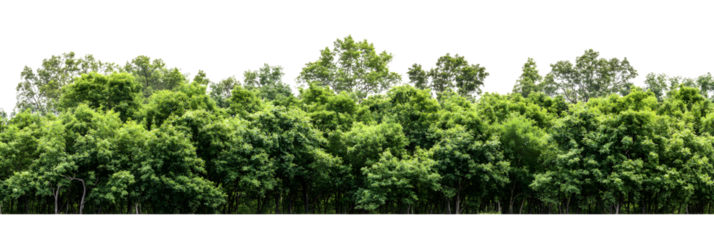 Tropical forest line isolated on transparent background, PNG file.