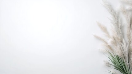 Delicate white pampas grass arrangement in minimalist setting, soft focus with natural light, and elegant home decor concept.
