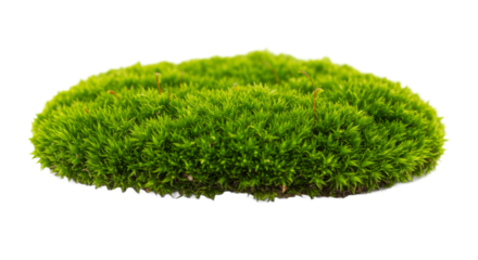 Vivid moss island against darkness