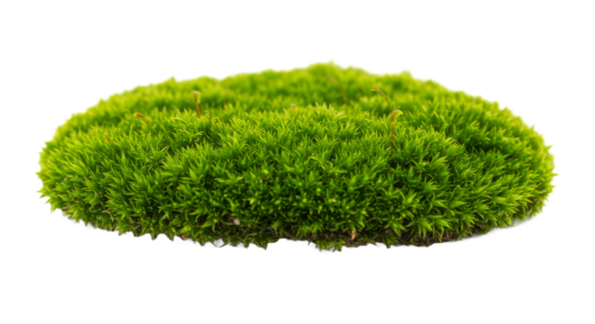 Vivid moss island against darkness