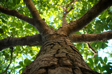 Fototapeta premium Stunning Mahogany Tree Showcasing Dense Foliage and Earthy Tones