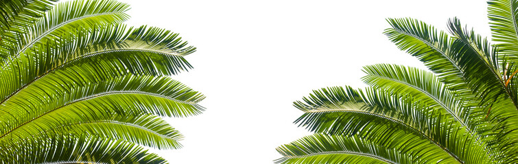 Obraz premium green palm leaves isolated on white