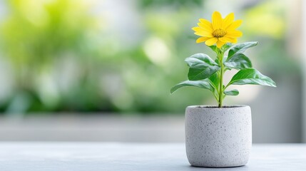 Vibrant yellow flower in a simple gray pot, against a blurred green background